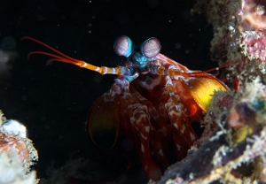 North Sulawesi-2018-DSC04812_rc- Peacock Mantis - Squille multicolore - Odontodactylus scyllarus